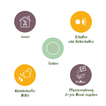 Green boutiQ - Zimmerpflanzen - Aglaonema Silver Bay - Silberblatt - Wenig Pflege - Silber - 2 Pflanzen - Topf 17cm - Höhe 70-75cm 