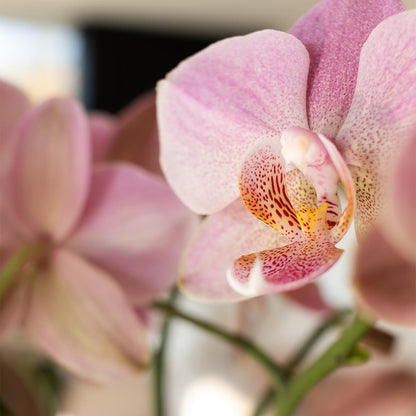 Phalaenopsis Orchidee „Jewel Treviso“ – Altrosa – Zimmerpflanze Ø12cm – Mit 4 Blütentrieben – Blickfang für Wohnzimmer, Küche & Büro 