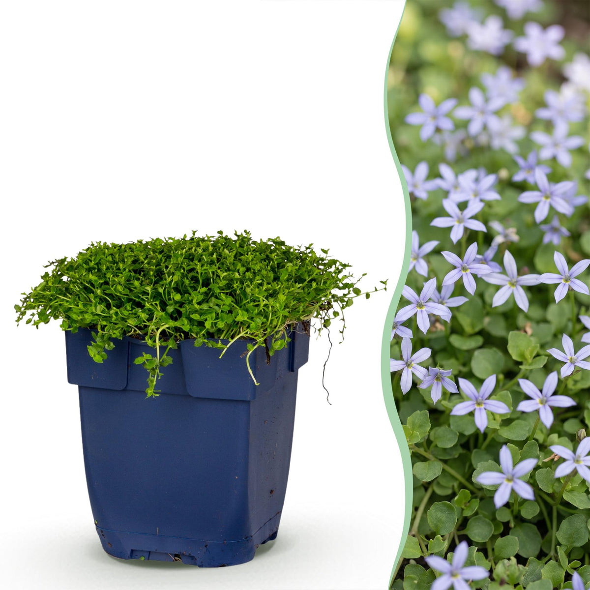 Sternmoos – Isotoma fluviatilis – 6 Pflanzen – Topf Ø11cm – Bienenfreundliche Staude für Garten & Balkon