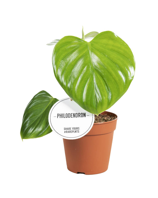 Baumfreund - Philodendron Pittieri - Zimmerpflanze - Ø12cm - ↕30cm