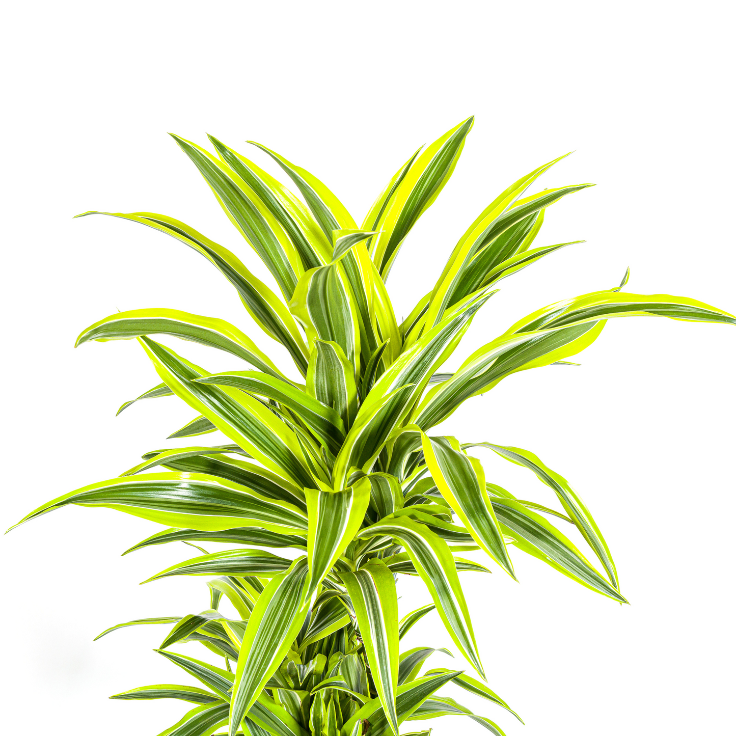 Dracaena Deremensis Lemon Lime mit Korb Ø24cm - ↕130 - 150cm 
