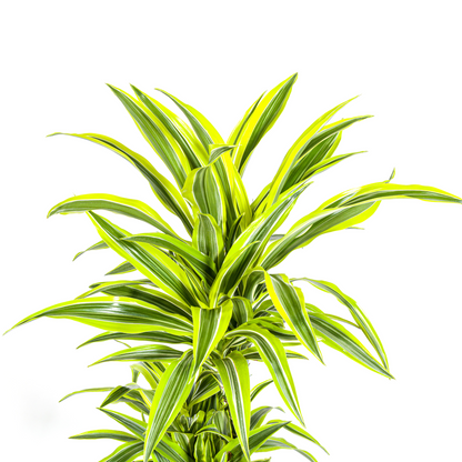 Dracaena Deremensis Lemon Lime mit Korb Ø24cm - ↕130 - 150cm 