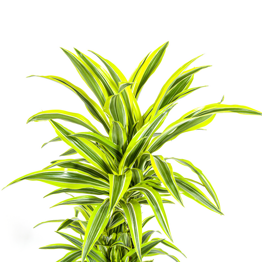 Dracaena Deremensis Lemon Lime mit Korb Ø24cm - ↕130 - 150cm 