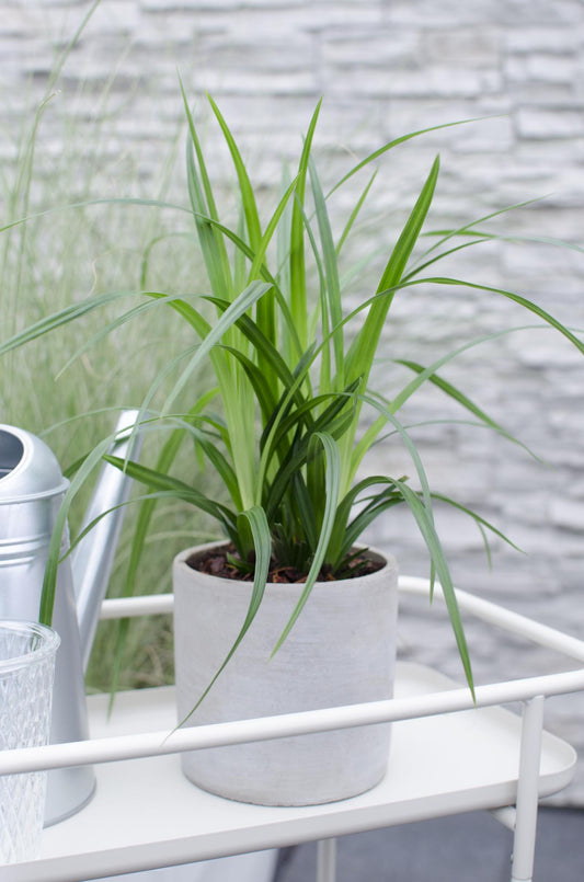 3x - Carex morrowii 'Irish Green' - ↨30cm - Ø14 
