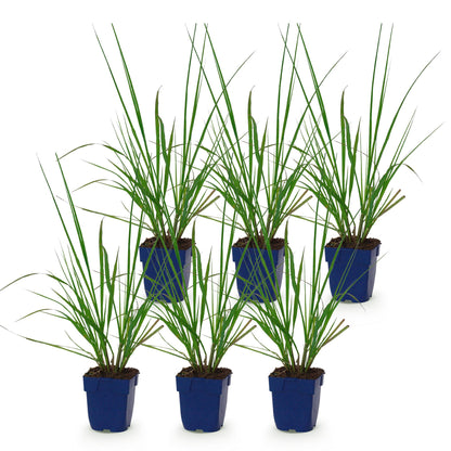 Lampenputzergras 'Black Beauty' – Pennisetum alopecuroides 'Black Beauty' – Topf Ø11cm – Bienenfreundliche Staude für Garten & Balkon