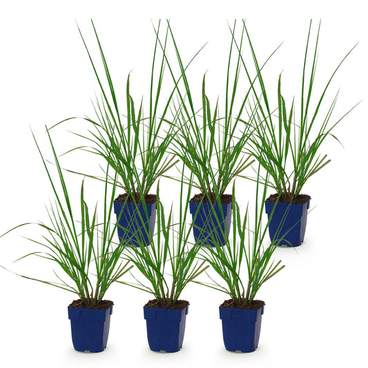 Lampenputzergras 'Black Beauty' – Pennisetum alopecuroides 'Black Beauty' – Topf Ø11cm – Bienenfreundliche Staude für Garten & Balkon
