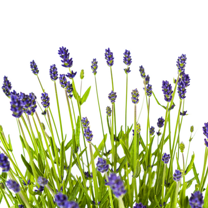 Echter Lavendel – Lavandula angustifolia – Ø19cm – ↕40–50cm – 4 Pflanzen – Duftende Gartenpflanze im Topf – Bienenfreundlich & winterhart – Für Beet, Balkon & Terrasse 