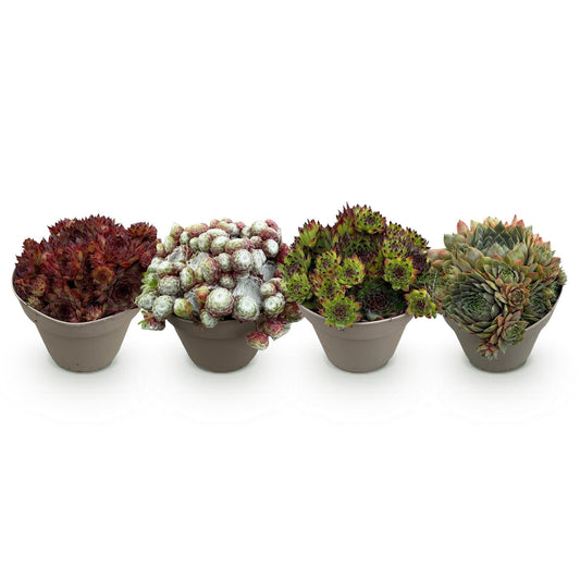 GreenboutiQ - Bodendecker - Winterhart - Sempervivum Big Sam - 4 Pflanzen - Verschiedene Farben - Wenig Pflege - Topf 14cm Höhe 17cm 