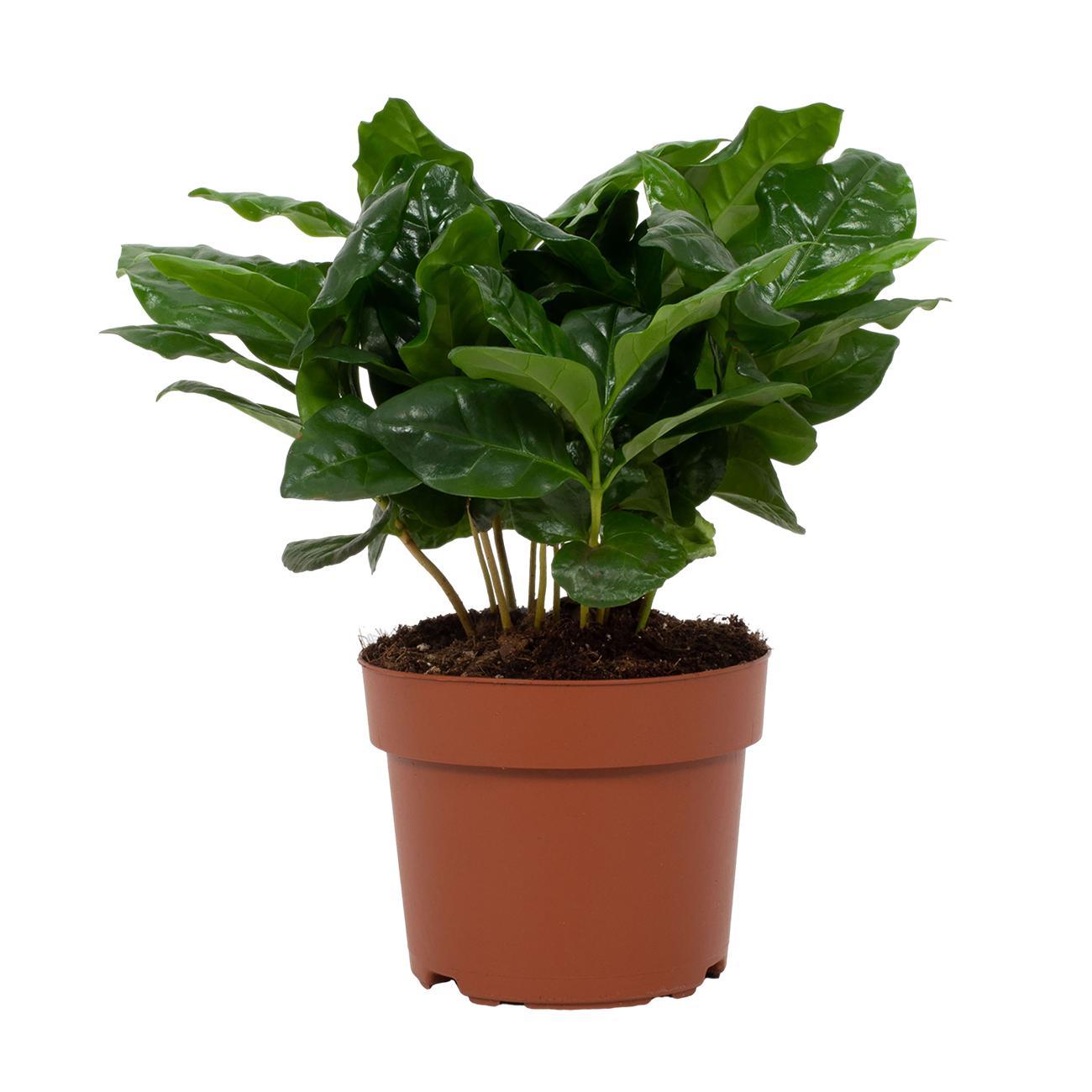 Arabische Kaffeepflanze – Coffea Arabica – Zimmerpflanze – Ø12cm – ↕22cm – Luftreinigend & Pflegeleicht 