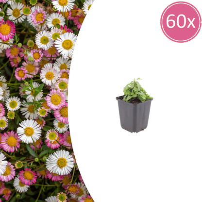 Erigeron karvinskianus Mexikanisches Gänseblümchen – 60 Pflanzen Ø9cm – Höhe10-25cm – Dauerblüher für Beet Balkon & Mauern – Pflegeleichte Staude für Sonne & Halbschatten