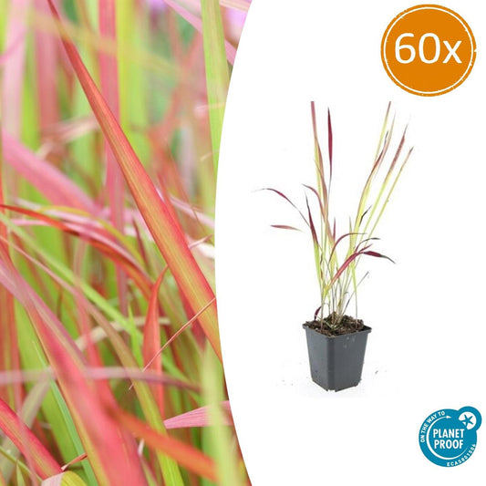 Japanisches Blutgras Imperata cylindrica 'Red Baron' – ↕10-25cm – Ø9cm – 60 Pflanzen – Ziergras, Rote Blattspitzen, Winterhart, Pflegeleicht, Beet & Kübel