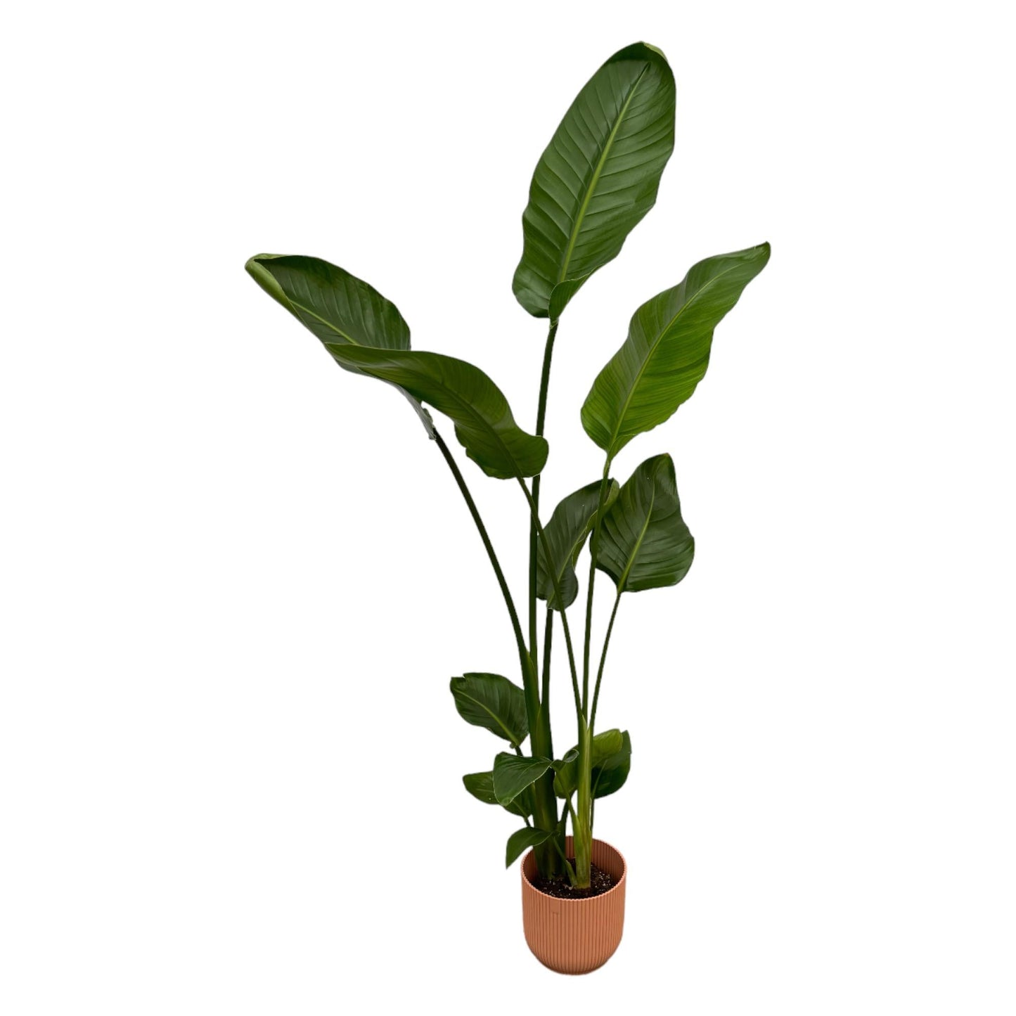 Paradiesvogelblume – Strelitzia Nicolai inkl. Vibes Fold Round Rosa – ca. 100 cm hoch – Ø18 cm – Zimmerpflanze im Design-Topf 