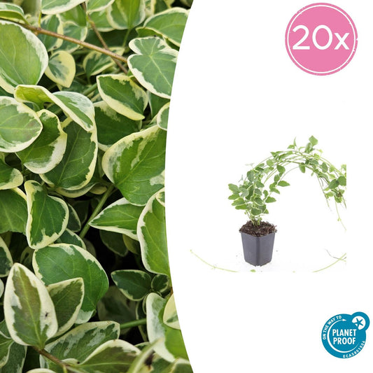 Kleines Immergrün Vinca major 'Variegata' – ↕10-25cm – Ø9cm – 20 Pflanzen – Wintergrüner Bodendecker mit weiß gerandetem Laub – Violette Blüten – Für Beete, Hänge & schattige Bereiche – Pflegeleicht & robust