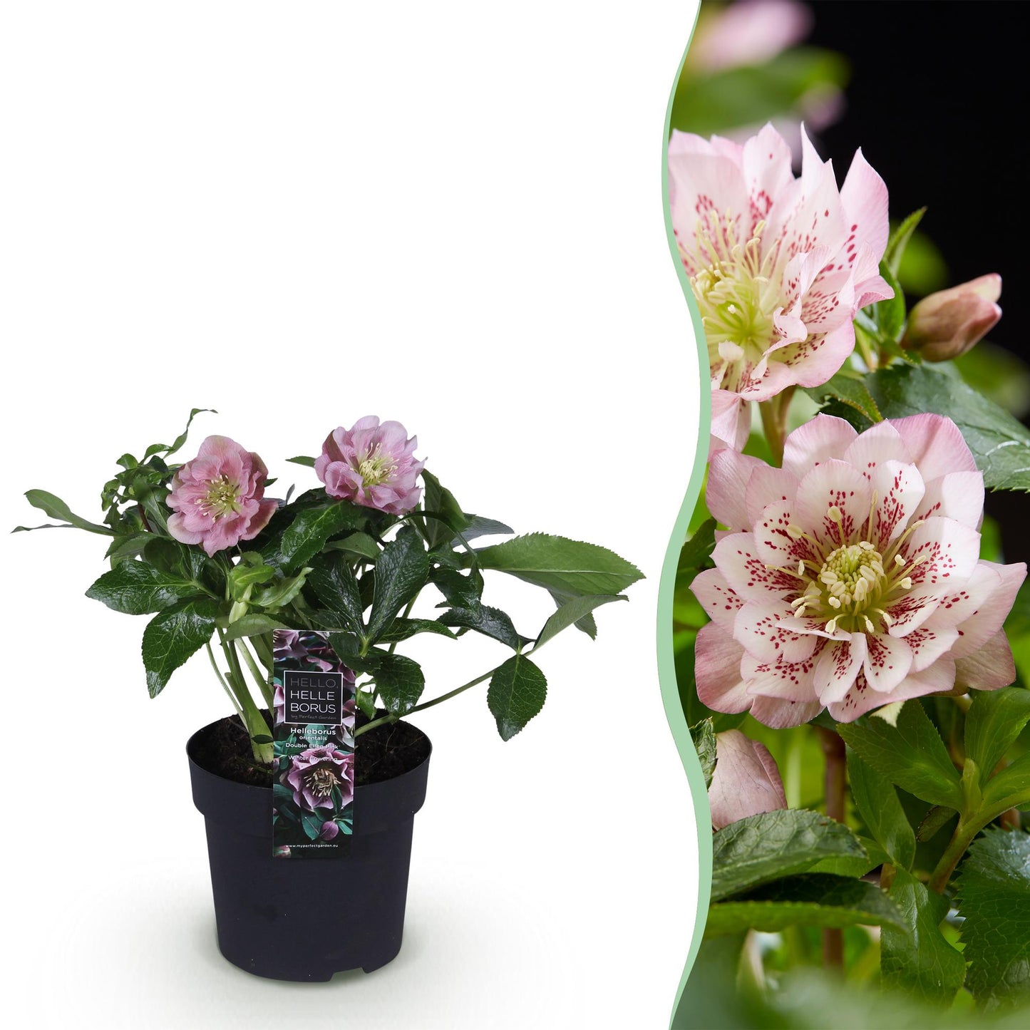 GreenboutiQ - Gartenpflanze - Christrose - Helleborus orientalis Double Ellen Pink - Rosa Blüte - 1 Pflanze - Immergrün - Topf 14cm Höhe 35cm 