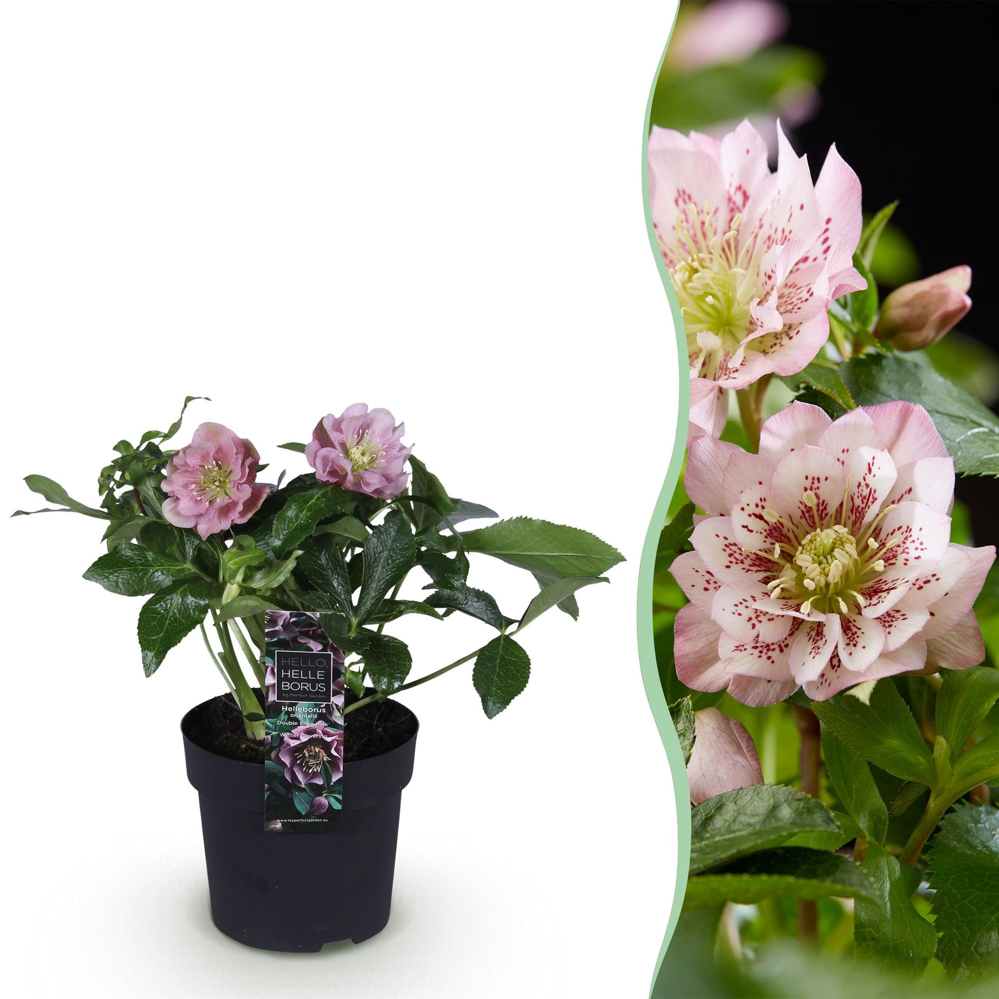 GreenboutiQ - Gartenpflanze - Christrose - Helleborus orientalis Double Ellen Pink - Rosa Blüte - 1 Pflanze - Immergrün - Topf 14cm Höhe 35cm 