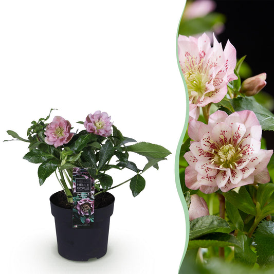 GreenboutiQ - Gartenpflanze - Christrose - Helleborus orientalis Double Ellen Pink - Rosa Blüte - 1 Pflanze - Immergrün - Topf 14cm Höhe 35cm 