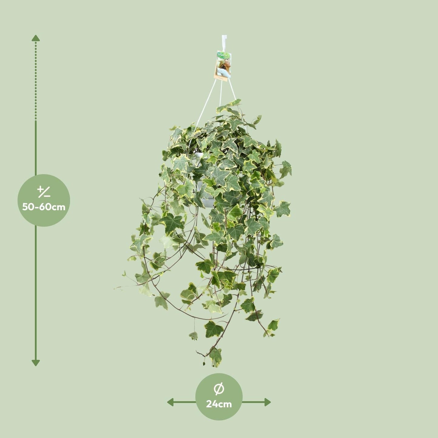 Efeu – Hedera Helix 'Gold Child' – Zimmerpflanze – Ø24 cm Topf – Höhe ca. 60 cm – Hängend & Rankend – Luftreinigend – Pflegeleicht 
