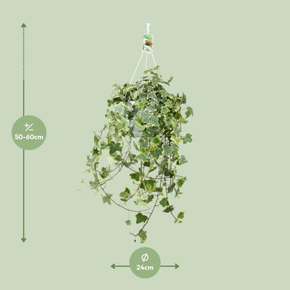 Efeu – Hedera Helix 'Gold Child' – Zimmerpflanze – Ø24 cm Topf – Höhe ca. 60 cm – Hängend & Rankend – Luftreinigend – Pflegeleicht 