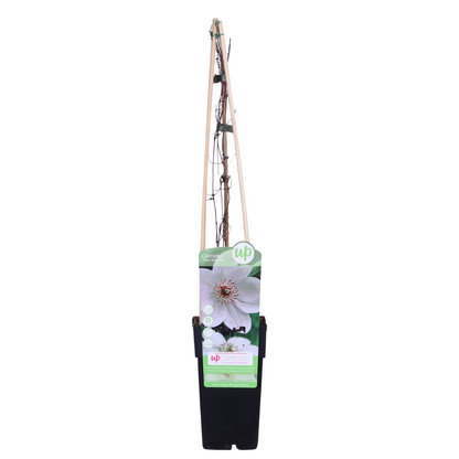 Waldrebe - Clematis Miss Bateman - Clematis Weiß - Ø15cm - ↕65cm 