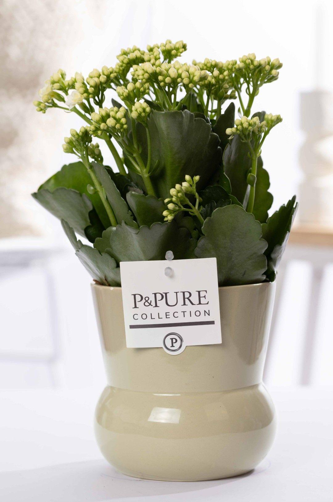 Kalanchoe White In P&PURE Plant Vase Maxima Green - Ø12cm - ↕27cm 