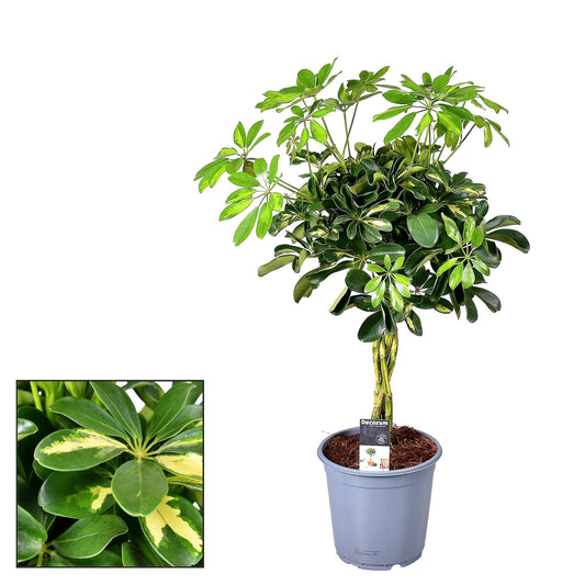Schefflera Gold Capella – Ø21cm – ↕75cm – Strahlenaralie mit panaschierten Blättern – Robuste Zimmerpflanze – Luftreinigend – Für helle Standorte 
