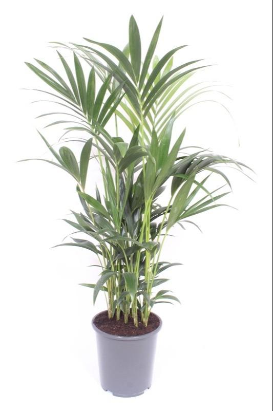 Howea Forsteriana - Ø27 ↕120 