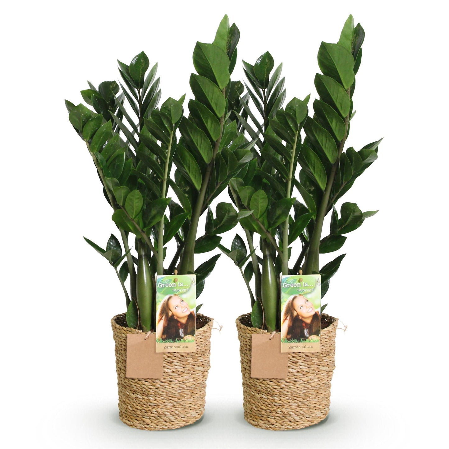 Green boutiQ - Zimmerpflanzen - Zamioculcas - ZZ-Pflanze - Pflegeleicht - mit Korb - Grün - 2 Pflanzen - Topf 17cm - Höhe 65-75cm 