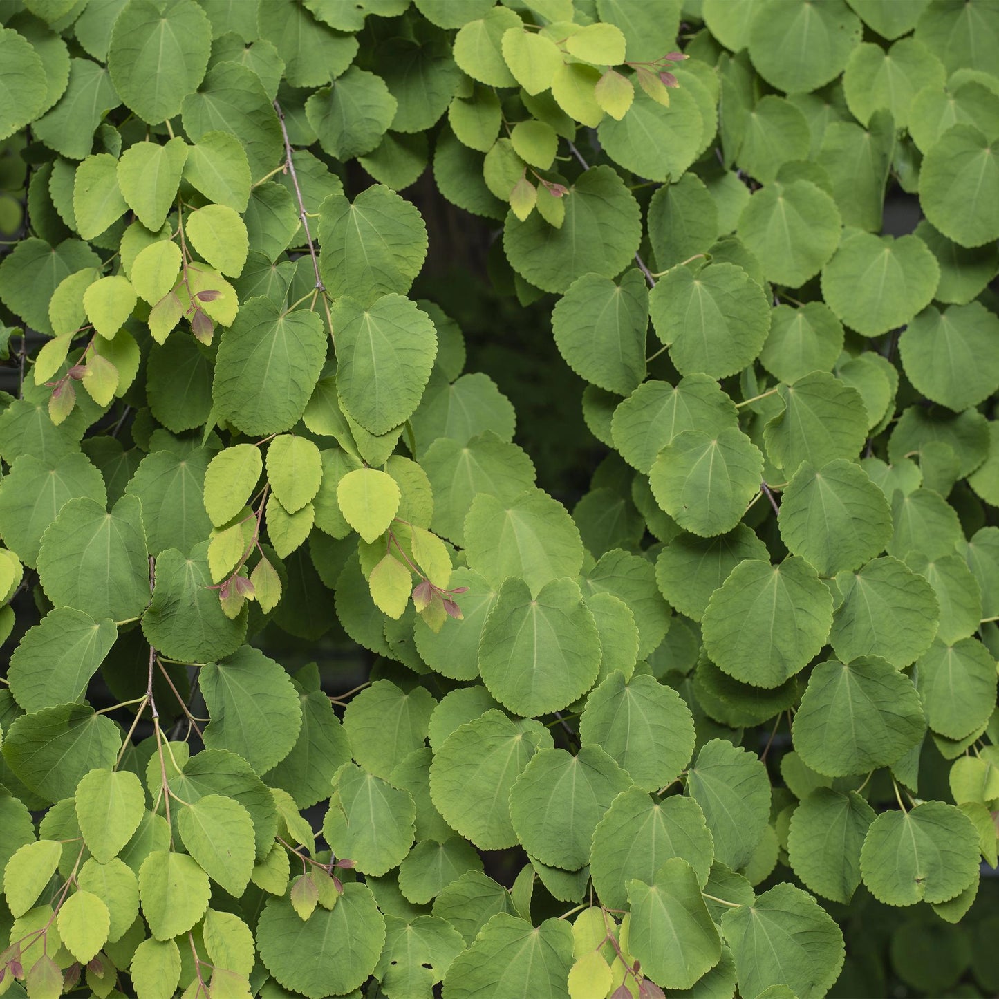 GreenboutiQ - Gartenpflanze - Cercidiphyllum japonicum - Grün 3 Pflanzen - Laubabwerfend - Wenig Pflege - Topf 12cm Höhe 35cm 