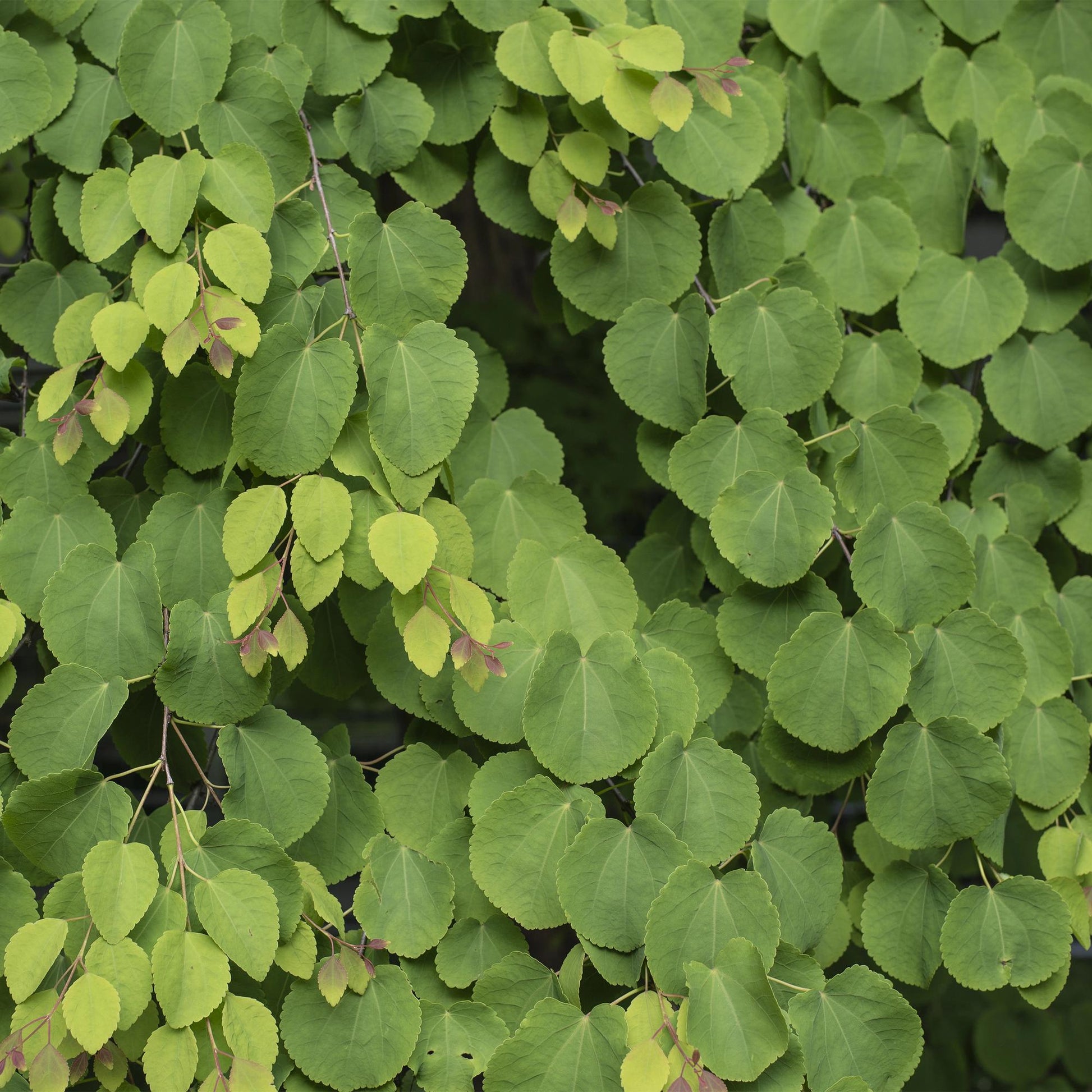 GreenboutiQ - Gartenpflanze - Cercidiphyllum japonicum - Grün 3 Pflanzen - Laubabwerfend - Wenig Pflege - Topf 12cm Höhe 35cm 