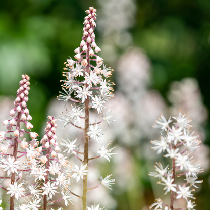 Tiarella cordifolia – 24 Pflanzen – Ø9cm – Höhe 10-25cm – Winterharte Schattenstaude – Weiße Blüten – Bodendecker für Gehölzrand, Beet & Waldgarten