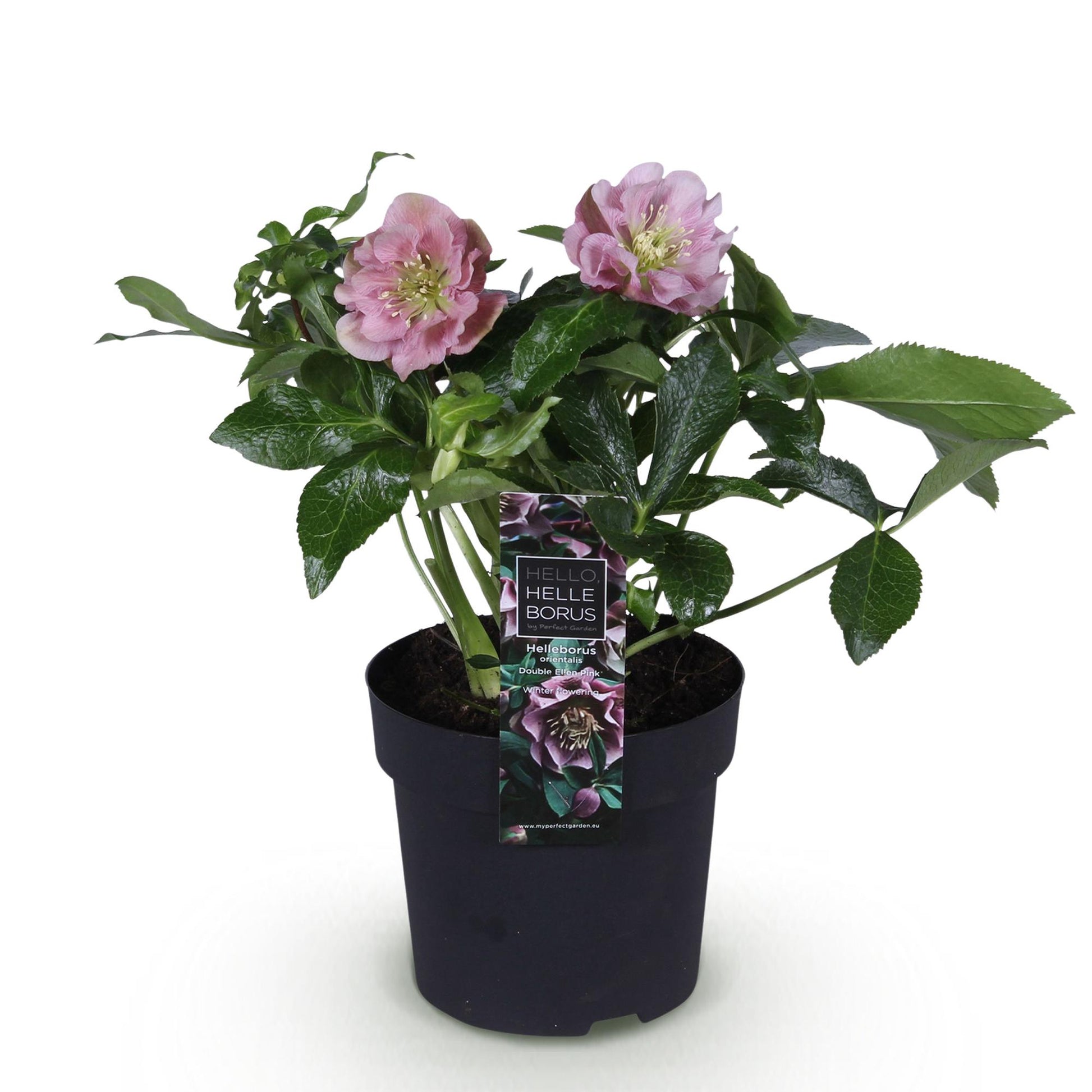 GreenboutiQ - Gartenpflanze - Christrose - Helleborus orientalis Double Ellen Pink - Rosa Blüte - 1 Pflanze - Immergrün - Topf 14cm Höhe 35cm 
