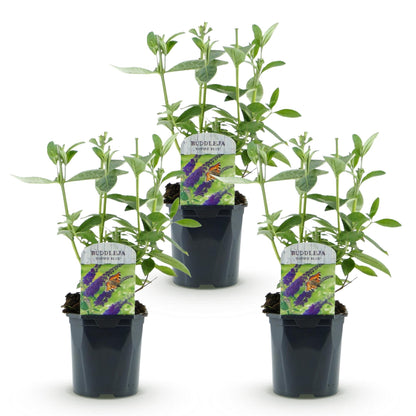 Green boutiQ - Garden Plant - Buddleja davidii Empire Blue - Butterfly Bush - Hardy - Blue - 3 Plants - Pot 17cm - Height 45cm 