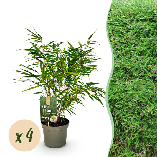 GreenboutiQ - Bambus - Fargesia rufa - Grün - 4 Pflanzen - Immergrün - Nicht Ausbreitend - Topf 17cm Höhe 60cm 