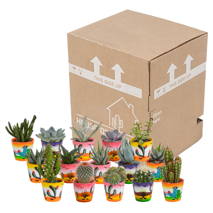Kakteen & Sukkulenten Mischung – 15 Pflanzen 5,5 cm – Vielfältige Auswahl aus Cereus, Echeveria, Haworthia & Crassula – Hochwertige Qualität – Handbemalter mexikanischer Topf inklusive