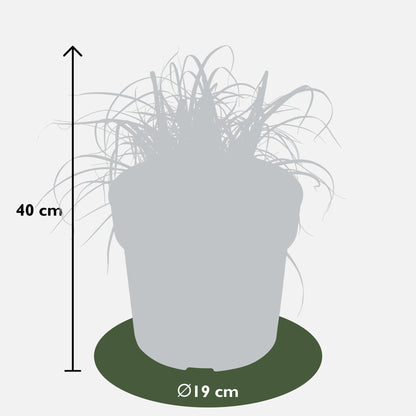 Uncinia rubra Everflame - Ø19cm - ↕40cm - Ø19 - ↨40cm 