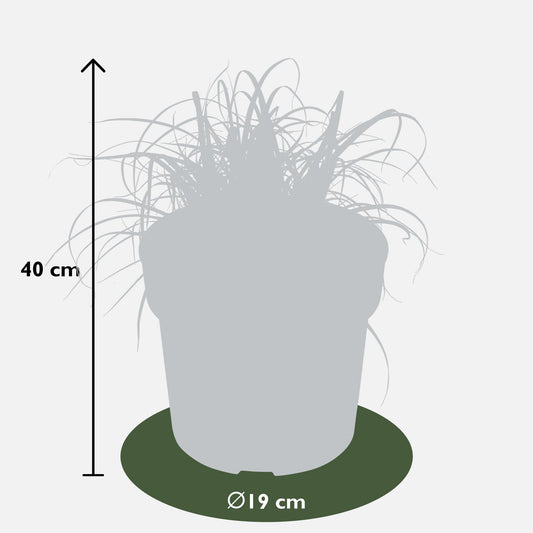 Uncinia rubra Everflame - Ø19cm - ↕40cm - Ø19 - ↨40cm 