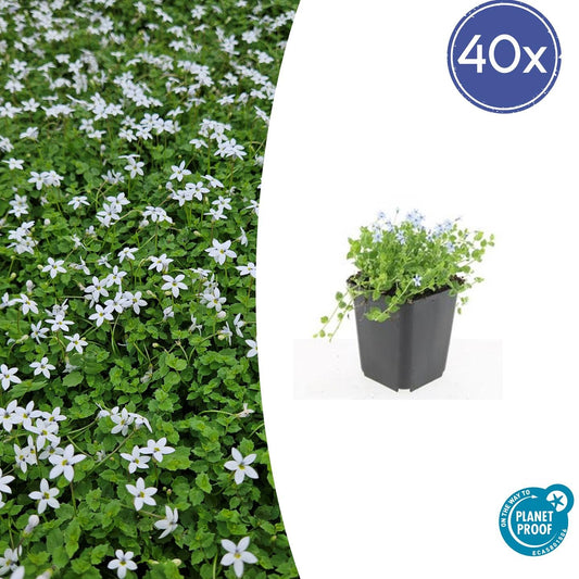 Weißer Bubikopf Isotoma fluviatilis 'Alba' – ↕10-25cm – Ø9cm – 40 Pflanzen – Bodendecker mit weißen Blüten, Winterhart, Pflegeleicht