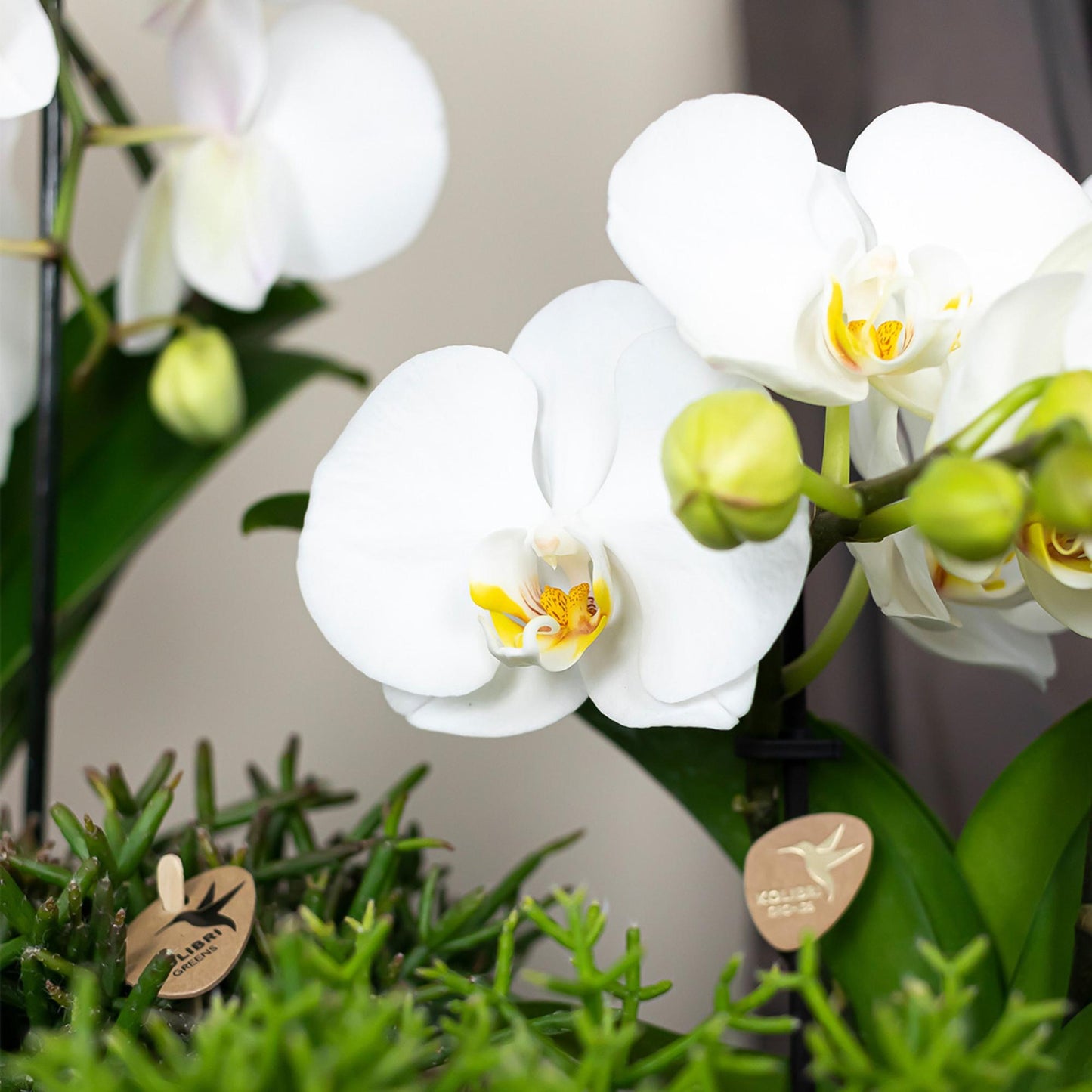 Kolibri Orchids | weiße Phalaenopsis Orchidee Topfgröße Ø9cm | Juwel Grönland - blühende Kampferpflanze - frisch vom Züchter 