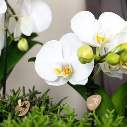 Kolibri Orchids | weiße Phalaenopsis Orchidee Topfgröße Ø9cm | Juwel Grönland - blühende Kampferpflanze - frisch vom Züchter 