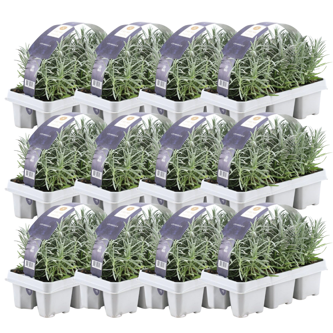 Echter Lavendel – Lavendel angustifolia – Ø7cm – ↕15 cm – 72 Pflanzen – Duftend & Winterhart – Für Garten, Balkon & Terrasse – Pflegeleicht