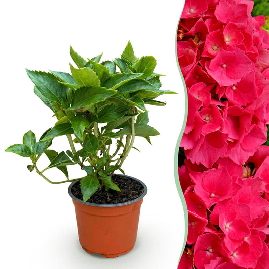 Green boutiQ - Gartenpflanze - Hydrangea macrophylla Rot - Hortensie - Winterhart - Rot - 1 Pflanze - Topf 12cm - Höhe 20-30cm 
