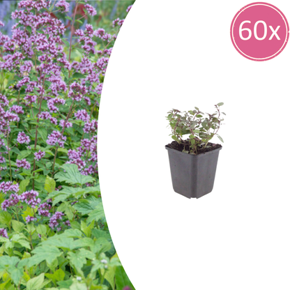 Origanum laevigatum Herrenhausen – 60 Pflanzen – Ø9cm – Höhe 10-25cm – Winterharter Zieroregano – Bienenfreundlich – Für Beet, Steingarten & Präriegarten