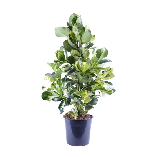 Clusia Rosea White Star – Ø24cm – ↕95cm – Dekorative Zimmerpflanze mit luftreinigender Wirkung – Autographenbaum – Pflegeleicht 
