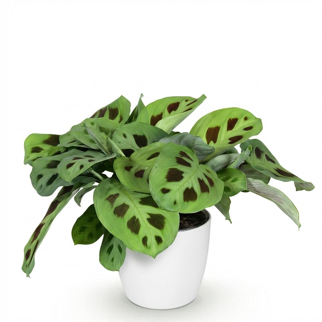 Green boutiQ - Zimmerpflanze - Maranta Fascinator Kerchoveana - Zebrapflanze - Haustierfreundliche Pflanze - Grün - 1 Pflanze - mit Potter Weiß - Topf 12cm - Höhe 25cm 
