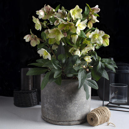 GreenboutiQ - Gartenpflanze - Lenten Rose - Helleborus Diamfire - Grüne Blüte - Immergrün - Topf 19cm Höhe 40cm 