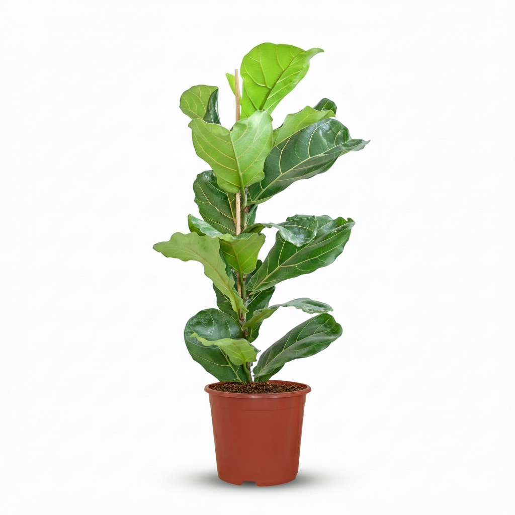 Green boutiQ - Plante d'intérieur - Ficus Lyrata - Figuier lyre - Vert - Entretien facile - 1 Plante - Pot 21cm - Hauteur 75 - 85cm 