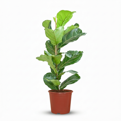 Green boutiQ - Plante d'intérieur - Ficus Lyrata - Figuier lyre - Vert - Entretien facile - 1 Plante - Pot 21cm - Hauteur 75 - 85cm 