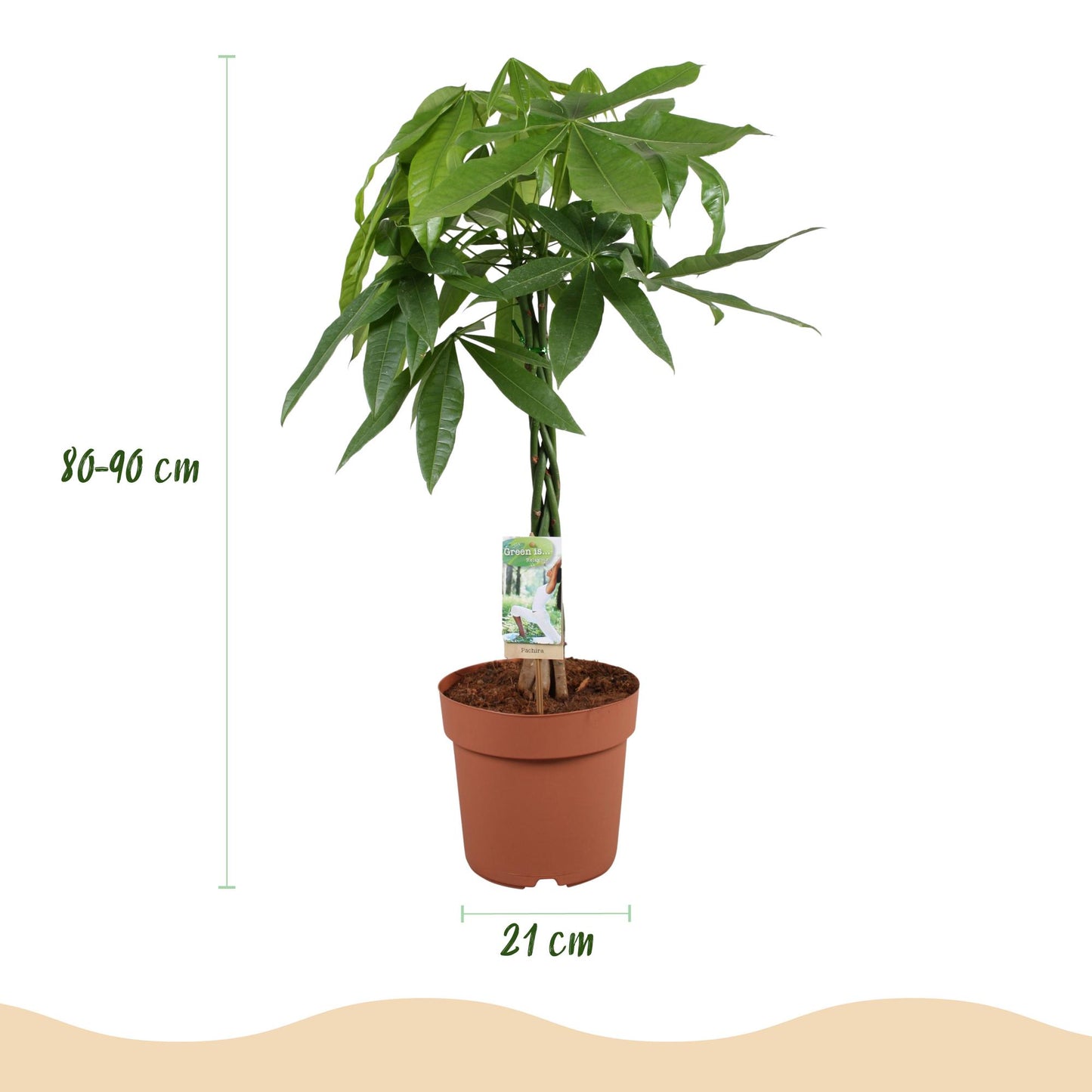 Green boutiQ - Zimmerpflanzen - Geflochtener Stamm Pachira Aquatica - Geldbaum - Wenig Pflege - Grün - 1 Pflanze - Topf 21cm - Höhe 80-90cm 