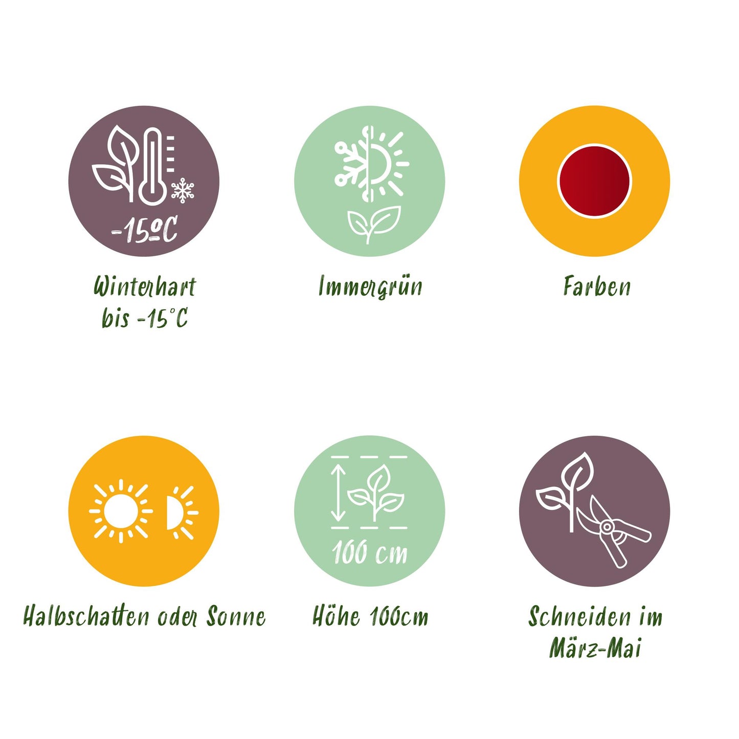 GreenboutiQ - Gartenpflanze - Leucothoe Zeblid - Rot - 1 Pflanze - Immergrün - Wenig Pflege - Topf 17cm Höhe 45cm 