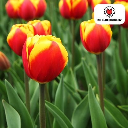 Dow Jones Tulpenzwiebeln – 20 Blumenzwiebln – Rot-Gelb Gestreifte Tulpen – Für Garten & Topf 